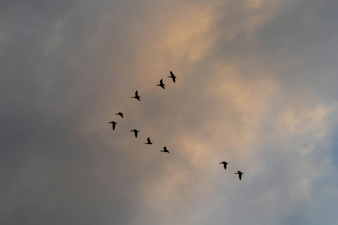 Birds flying in 'V' formation save energy with flatter flaps, new research shows