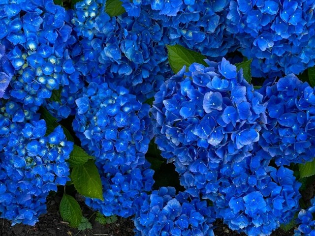 An inherited hydrangea glows electric blue, and gardeners call it a 'visual pH indicator'