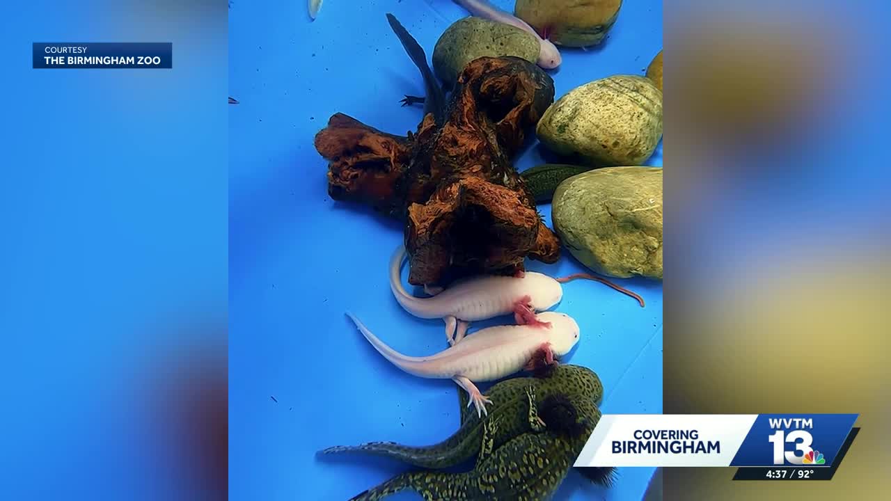 Birmingham Zoo opens new axolotl exhibit, spotlighting critically ...