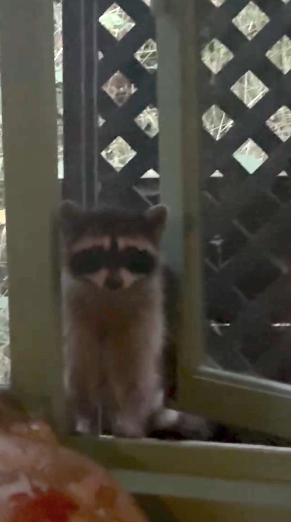 Kesha Loses Fight to Big Feral Raccoon Intruder Refusing to Leave Her Home: ‘Move In'