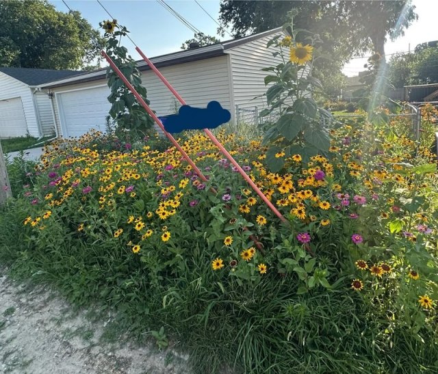 Homeowner rips out a useless lawn strip, scatters saved seeds, and gets a thriving chaos garden