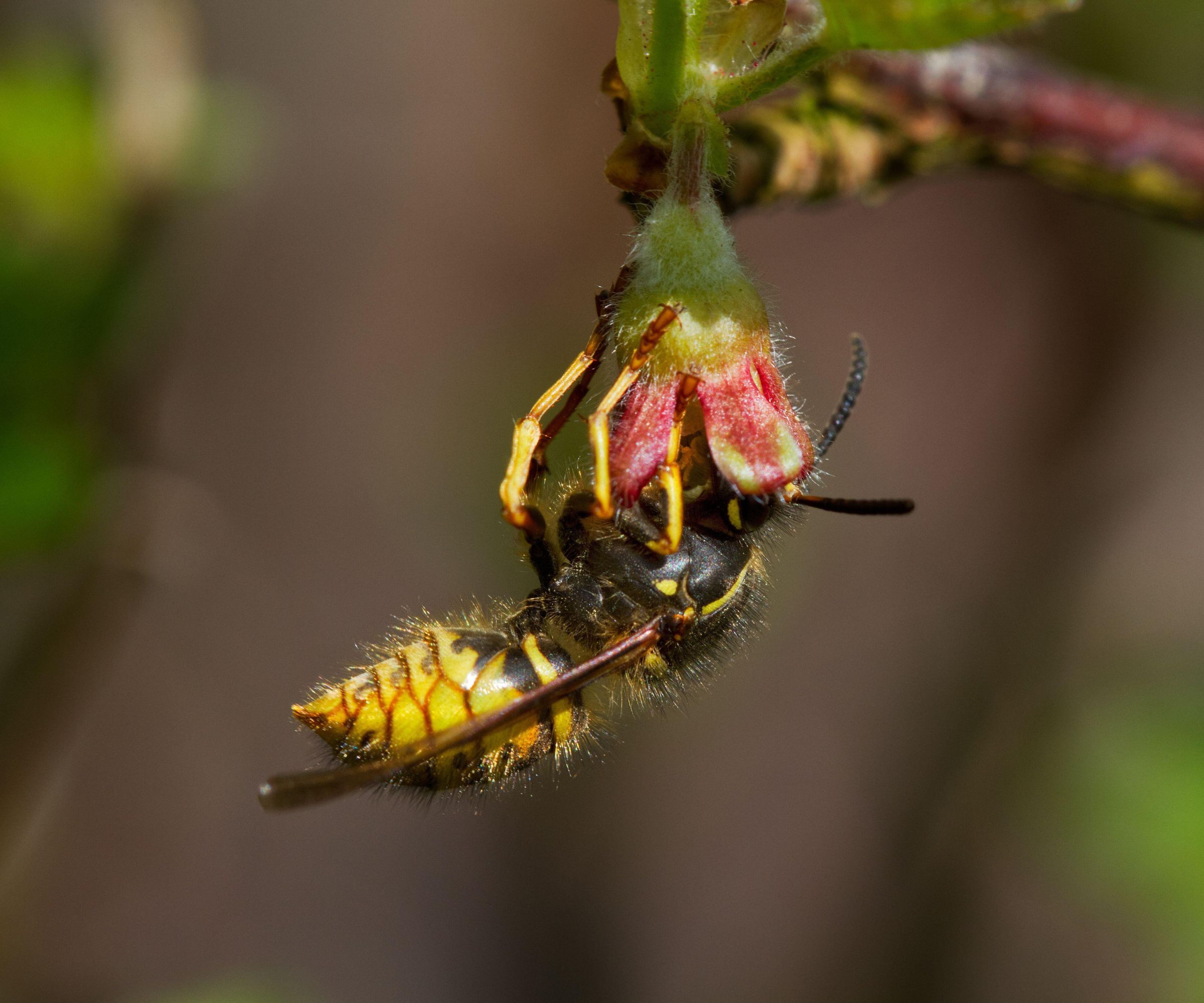 A yellowjacket on a small pink and yellow flower