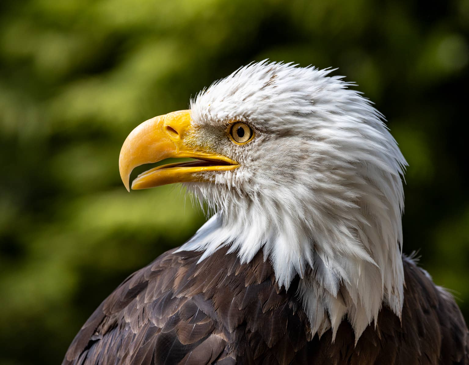 Injured bald eagle Jackie rescued after attack, now recovering at Ojai Raptor Center