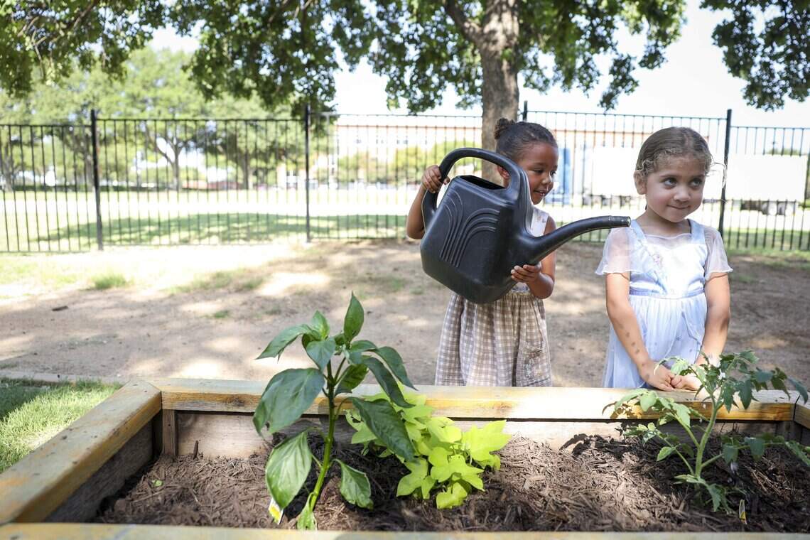 Amelia Abeyta and Catalina Cortes, both 4 years old, water plants in the garden at their preschool, Green Space Nature Preschool, on Tuesday, July 21, 2026, in Fort Worth.