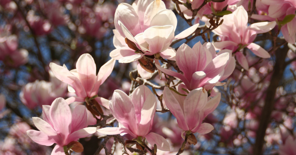 Magnolias in bloom in the springtime