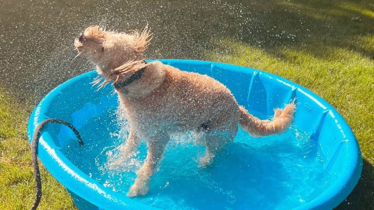 This puppy's reaction to her fancy new pool has the whole internet howling