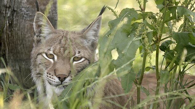 This mountain lion was rescued from a life of confinement in a cramped cage at the back of a bungalow garden