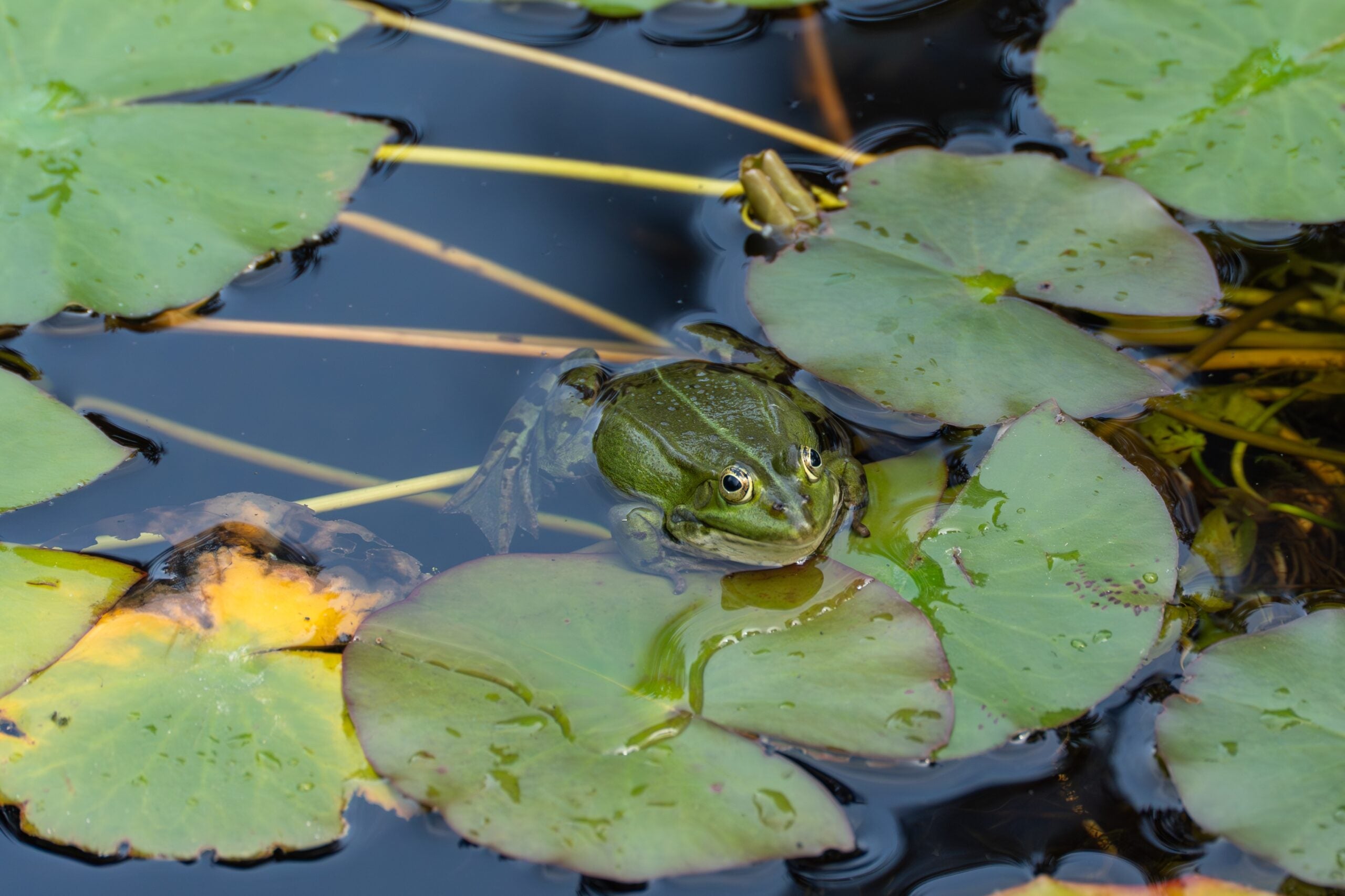 Climate change could alter feeding patterns throughout freshwater ecosystems