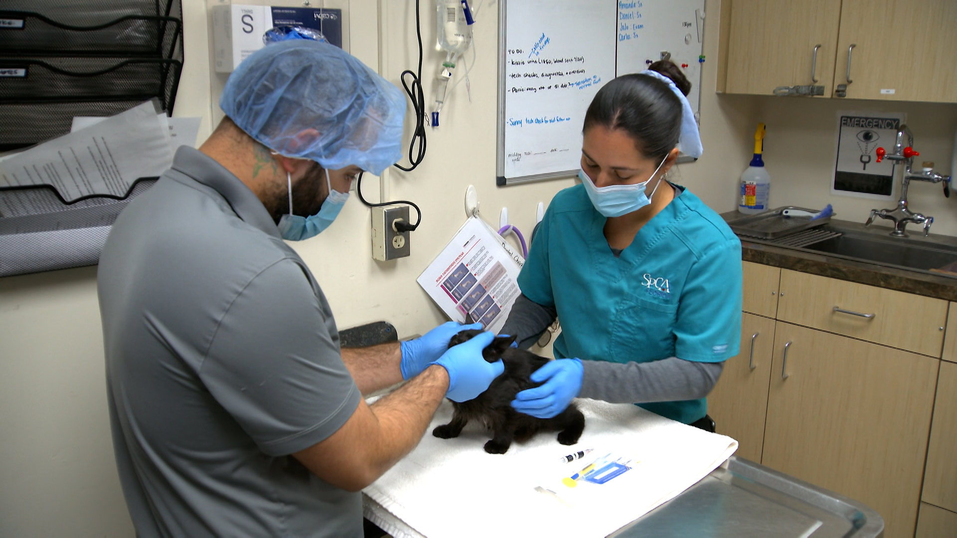SPCA will hold free rabies vaccination and microchipping event amidst ...