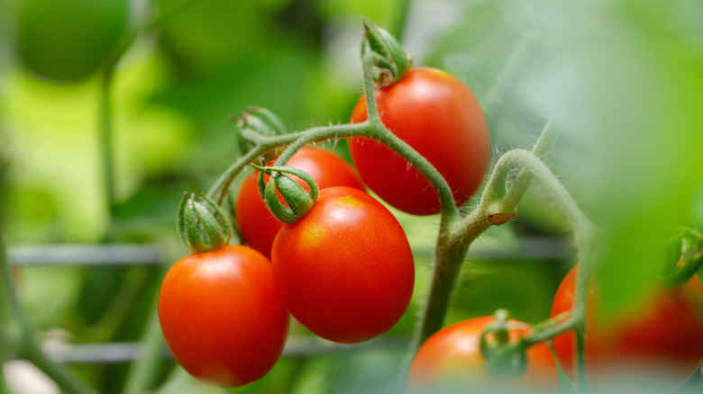Grape tomatoes grow on a vine in an outdoor garden