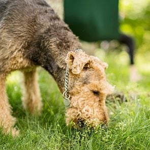 Can Dogs Eat Eggs? Here’s What Vets Say