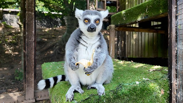 This ring-tailed lemur was found in a shed with one dirty window, offering almost no natural light