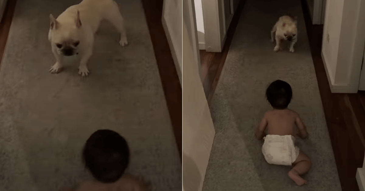 Dog can't believe his own eyes over baby's crawling milestone