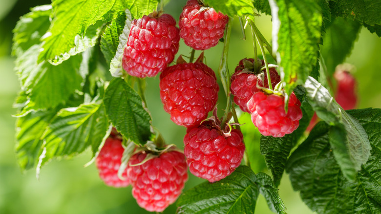 What's the difference between primocanes and floricanes on raspberries (& why it matters)