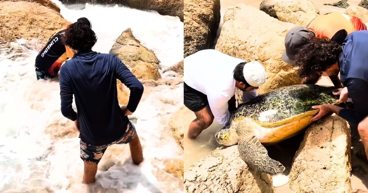 Watch: 3 men work together to save massive sea turtle from drowning after it became wedged between rocks