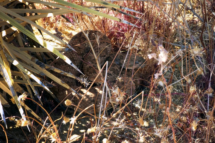 Girl, 3, bitten by rattlesnake hiding under Amazon package in California yard