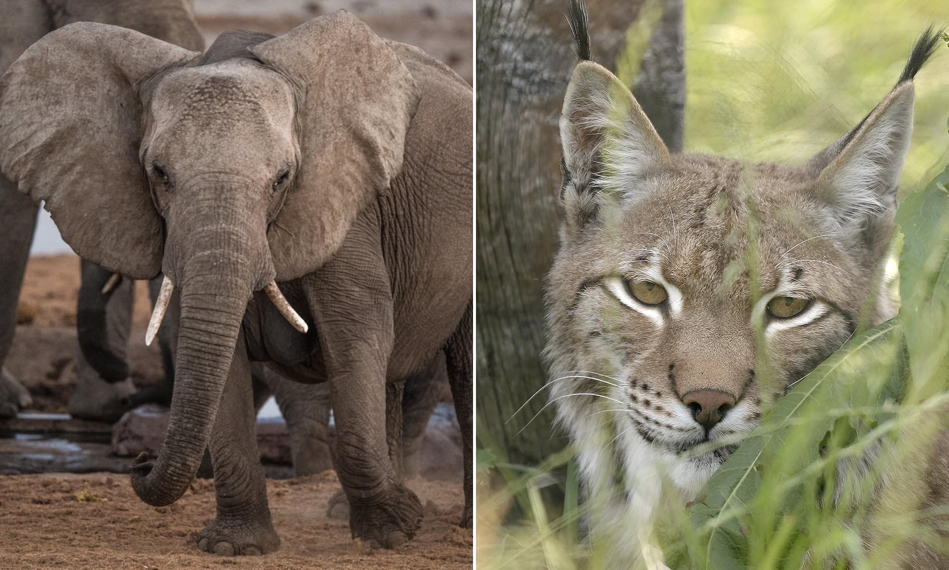 Mind my pet... lion: Crocs also among animals kept in Brits' homes