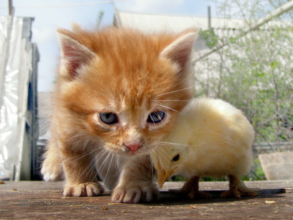 Cat Protects Baby Chick