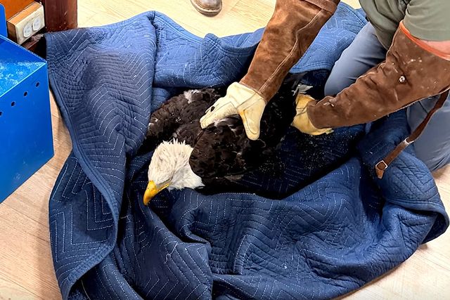 Famous Bald Eagle Mom Jackie, Who Was Feared Dead, Is Rescued Alive Days After Her Disappearance
