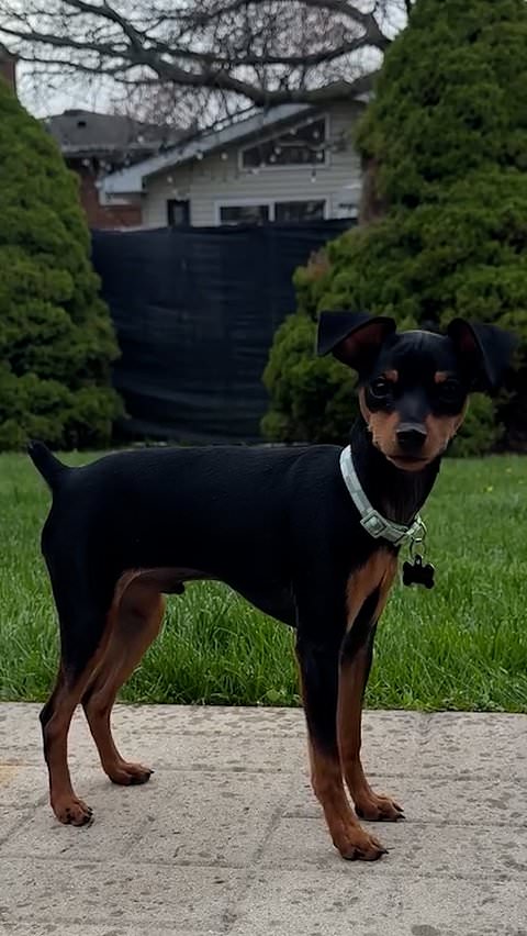 Rottweiler puppy turns out to be a little different
