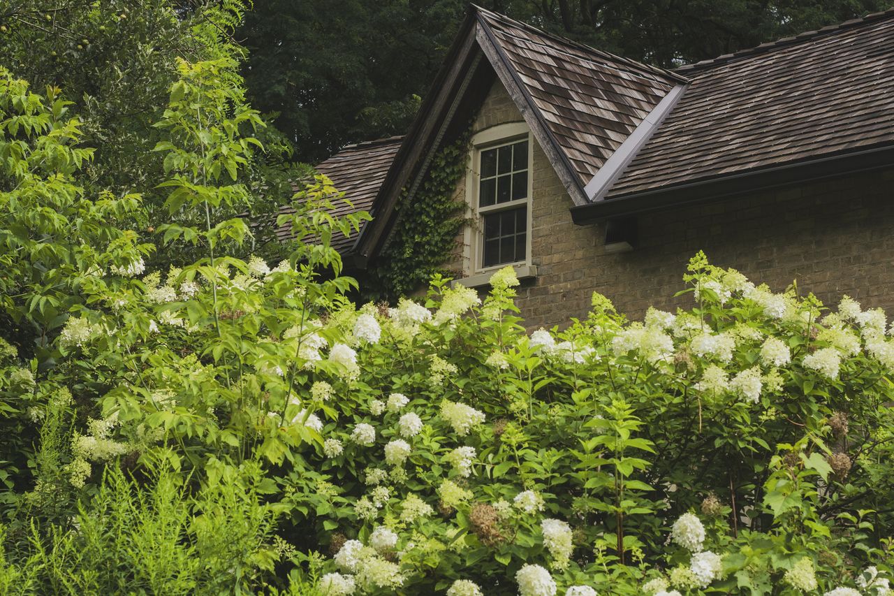 A house with a shingled roof surrounded by shrubs and white flowers