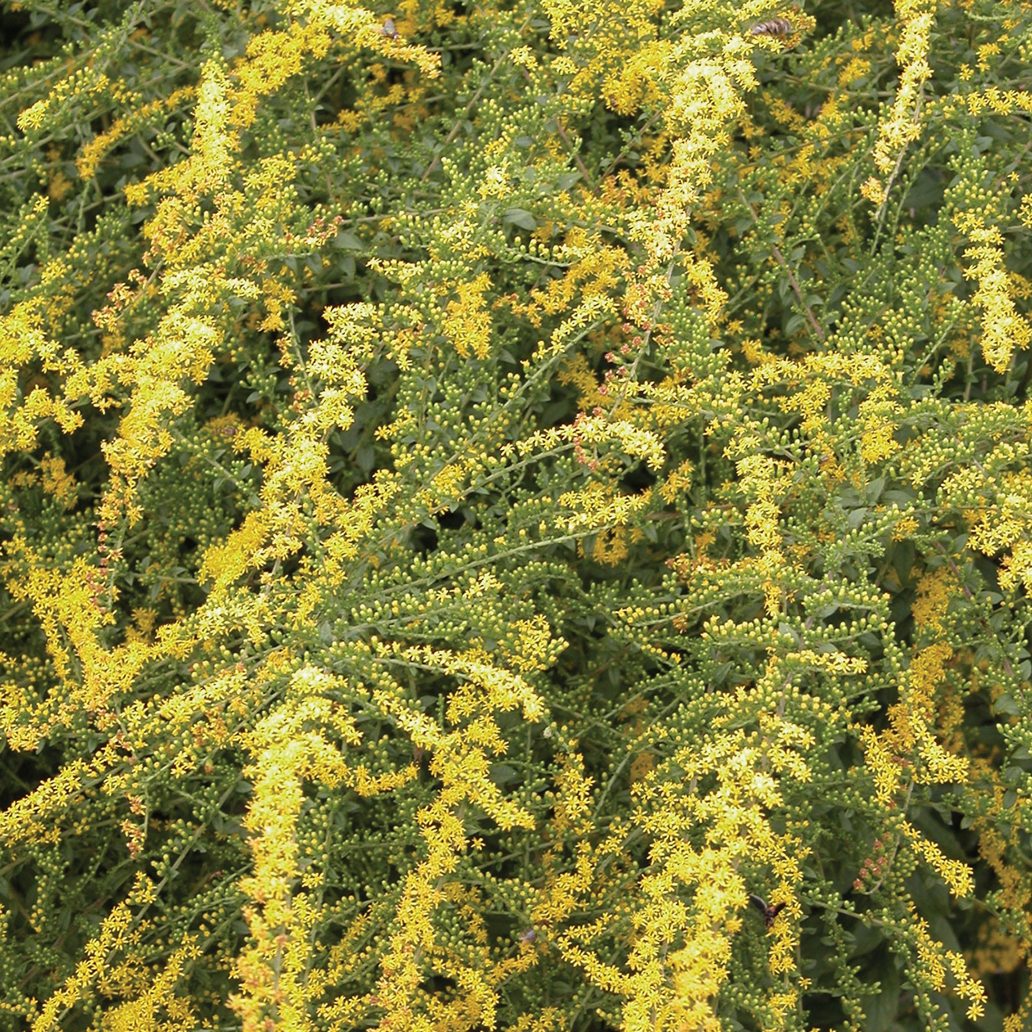 Fireworks Solidago (goldenrod) Plant
