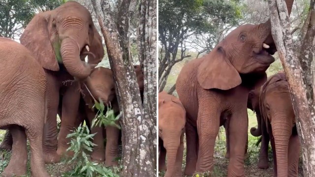 Nanny elephants pull branches down for orphan calf rescued from septic tank at Kenya nursery