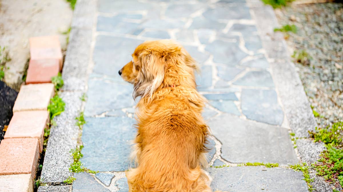 Precious golden retriever-dachshund mix is a 'short-legged little ham with a big personality'