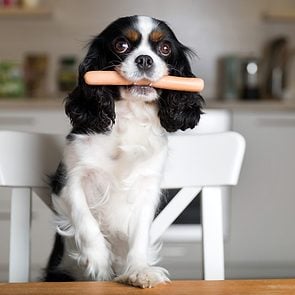 Can Dogs Eat Eggs? Here’s What Vets Say