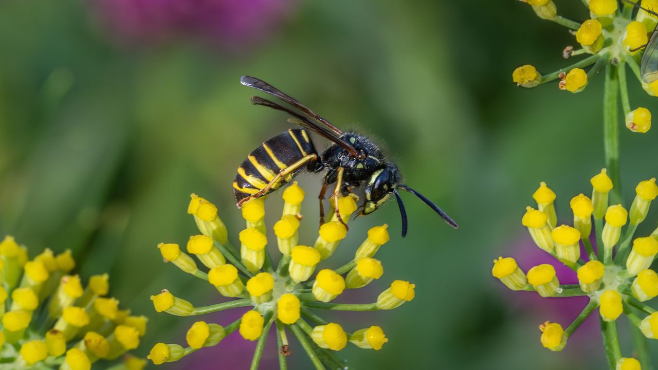 Keep yellowjackets away from your patio all summer with 1 easy-to-grow herb