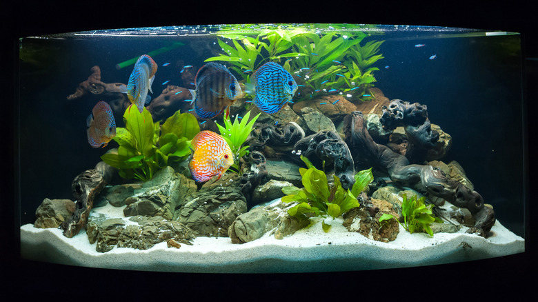 Not egg shells: The overlooked scrap from your fish tank you can compost