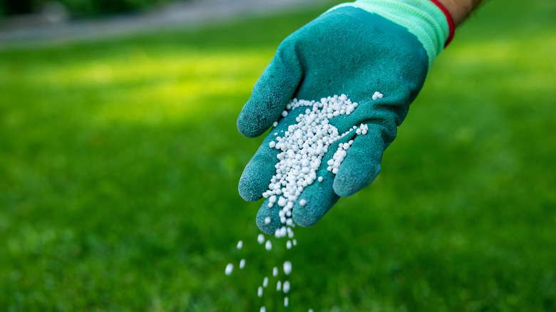 Why you should think twice before applying fertilizer to wet grass