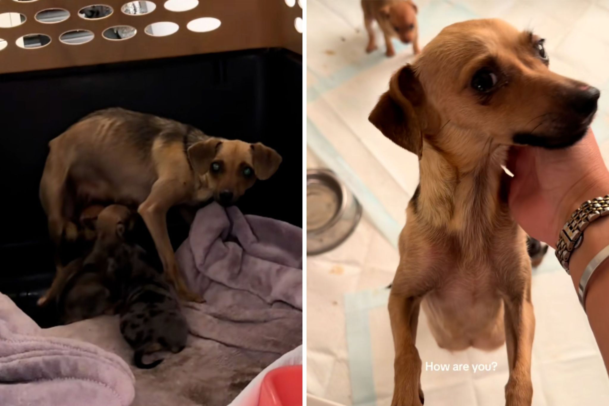 Dog arrives at rescue ‘scared and unsure’—the next 10 days changed her life