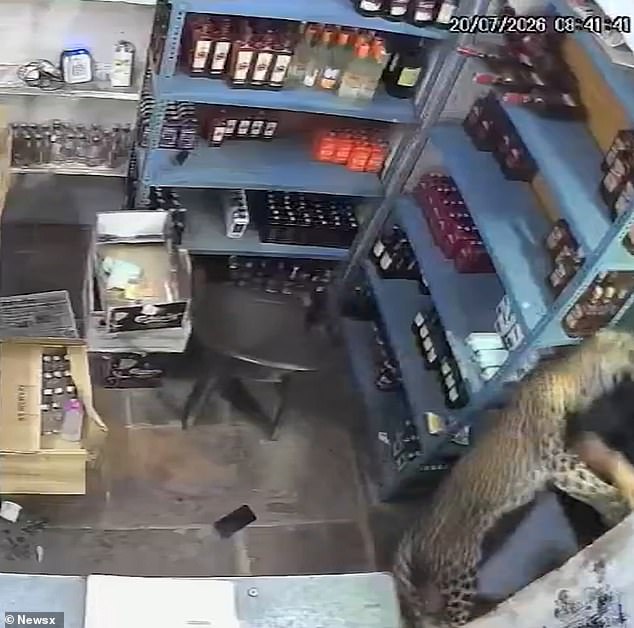 Sanjay Gurjar, 25, had been tending to his alcohol shop when the leopard pounced on him and tried to sink his teeth into his shoulder