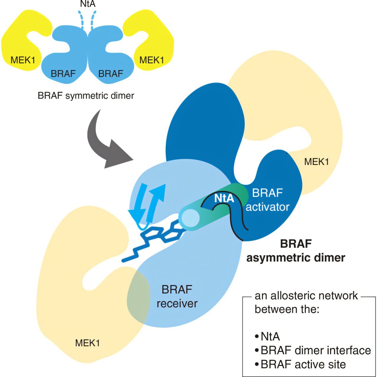New protein structure reveals cancer signaling mechanism and potential drug target