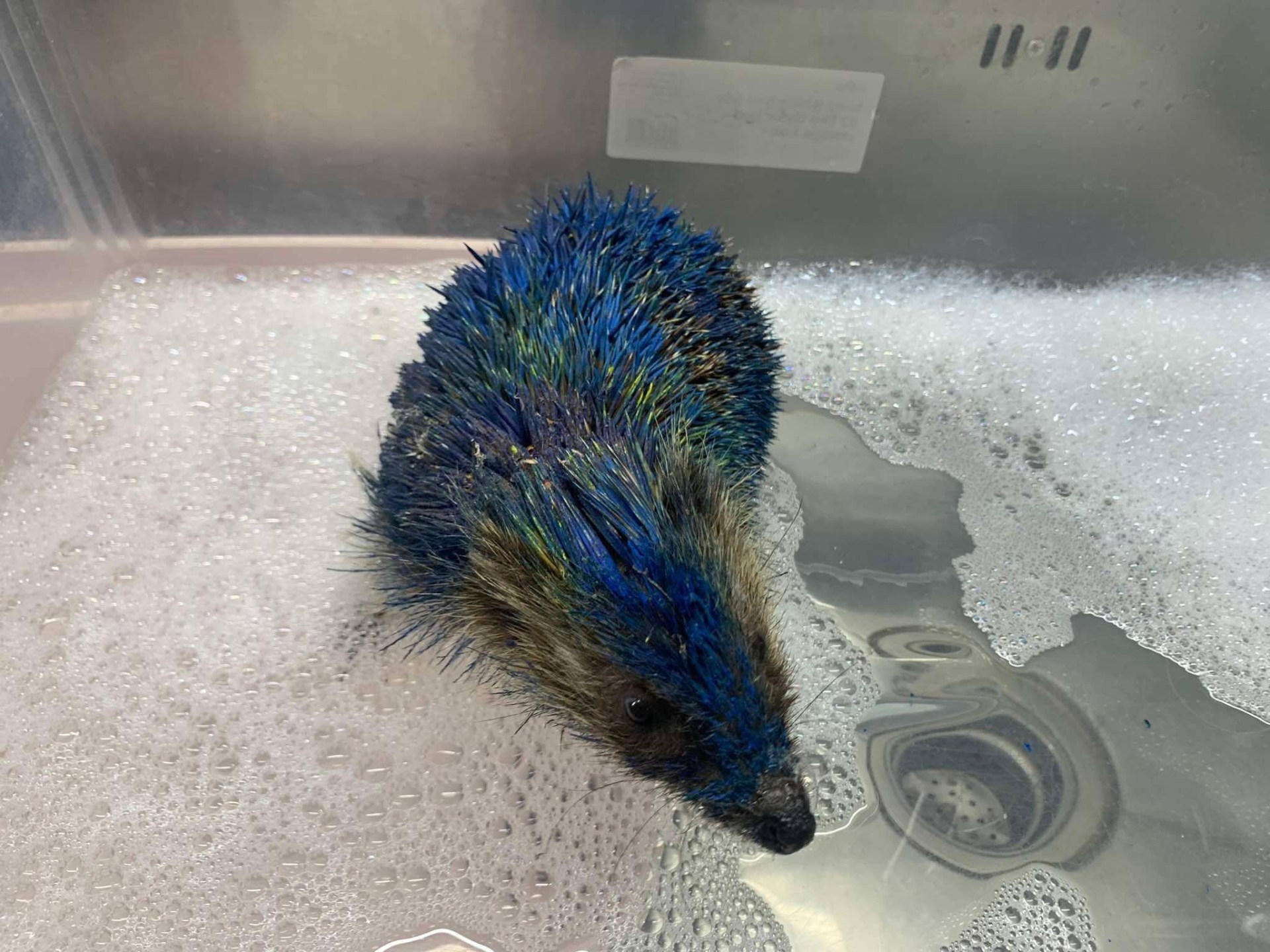 Four arrested after hedgehog spray painted in Leeds United colours