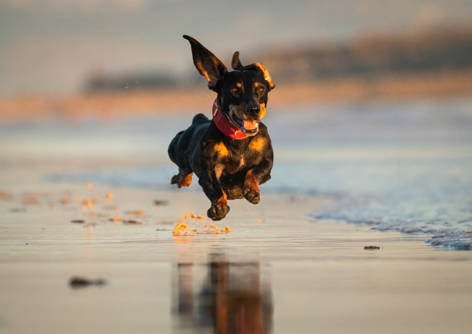 Help your energetic dog calm down with this daily mental stimulation habit