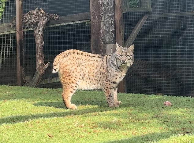 Luna the bobcat was kept as a house pet with domestic cats and then a shed-like enclosure in the garden until her owner admitted they could no longer cope