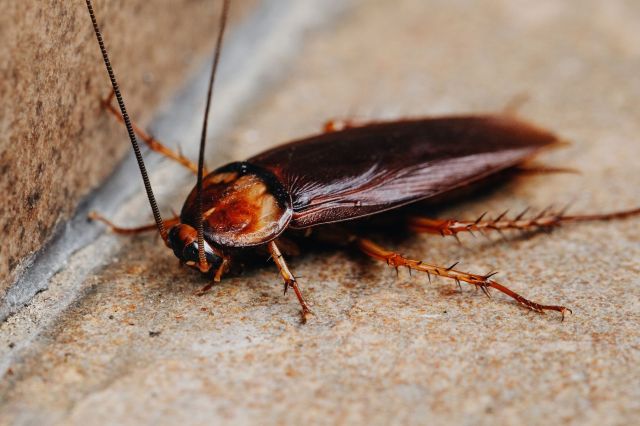 Cockroach crawls across reporter during Southern California heat report, and she never flinches