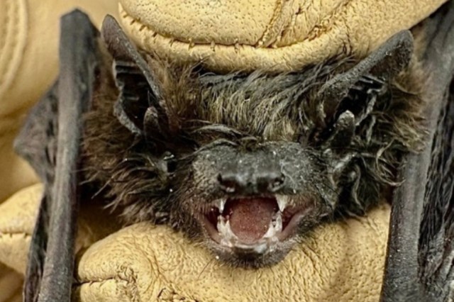 Paddleboarder spots a pipistrelle bat swimming in a river, and an unusual rescue follows