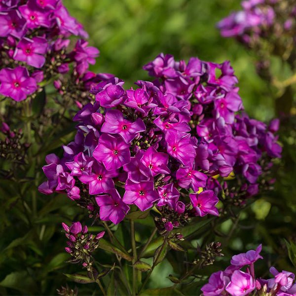 Grape Lollipop™ Phlox