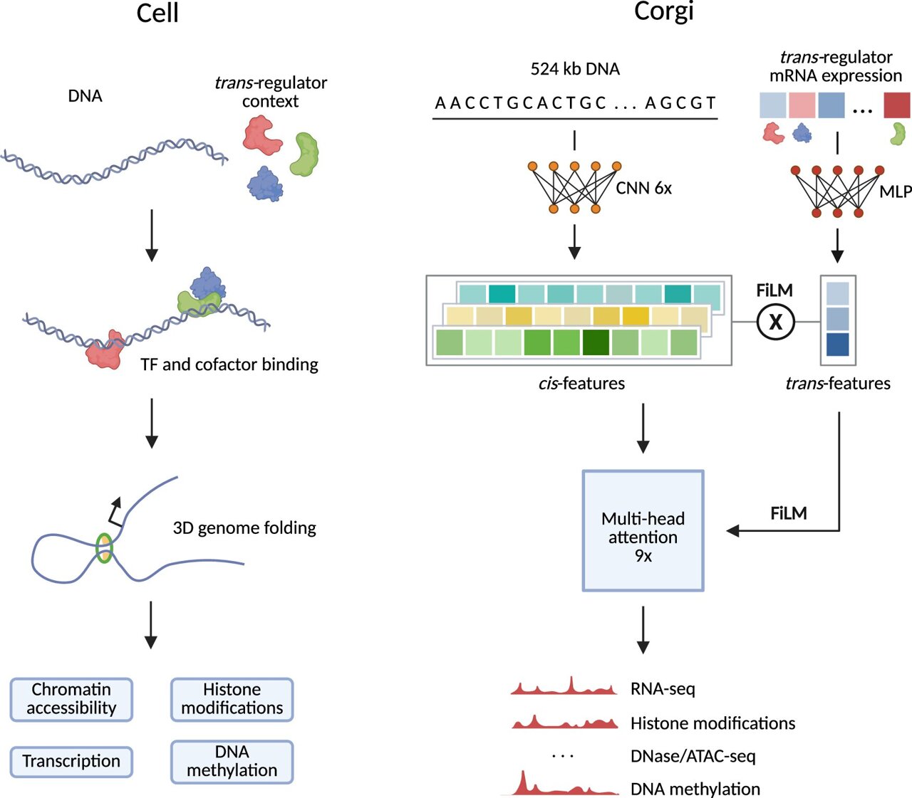 AI tool predicts how DNA sequences switch on genes across different cell types