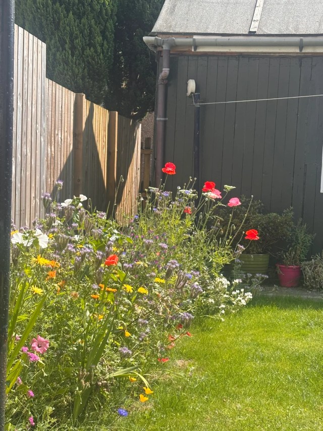 UK couple tore up gray slabs, planted $5 wildflower seeds, and now bees crowd the blooms