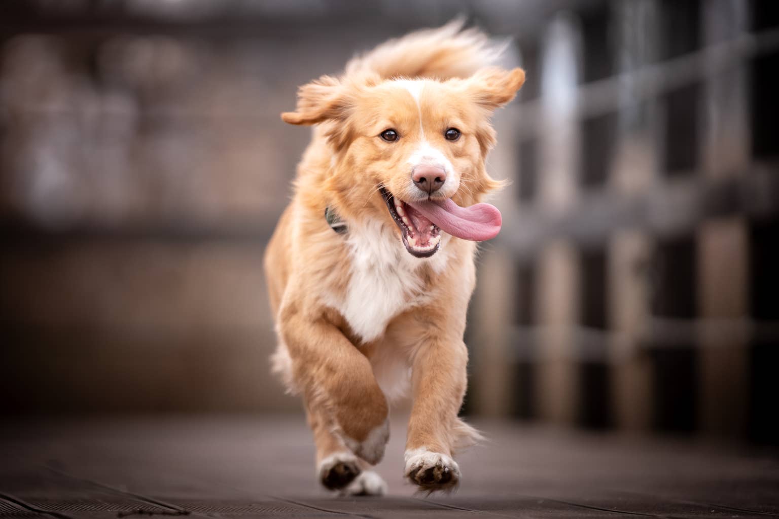 a-happy-dog-runs-outside-with-tongue-out