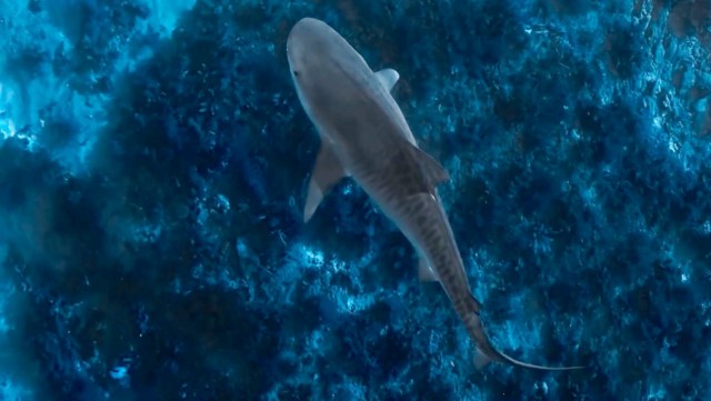Cinematic drone footage captures a tiger shark gliding over Ningaloo Reef in Australia