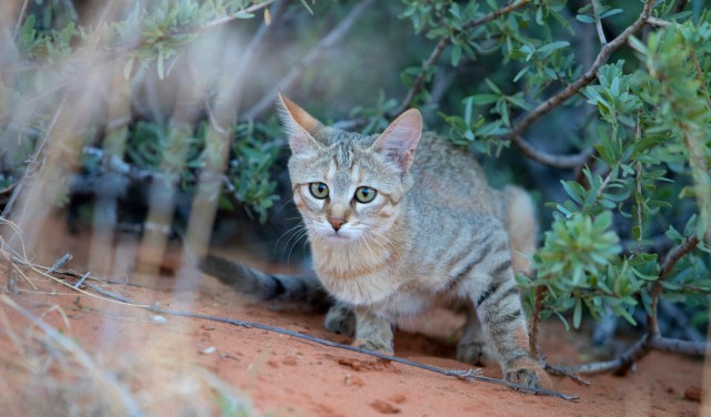 Minnesota woman gave up the search, then her cat was found alive after 40 days in Colorado