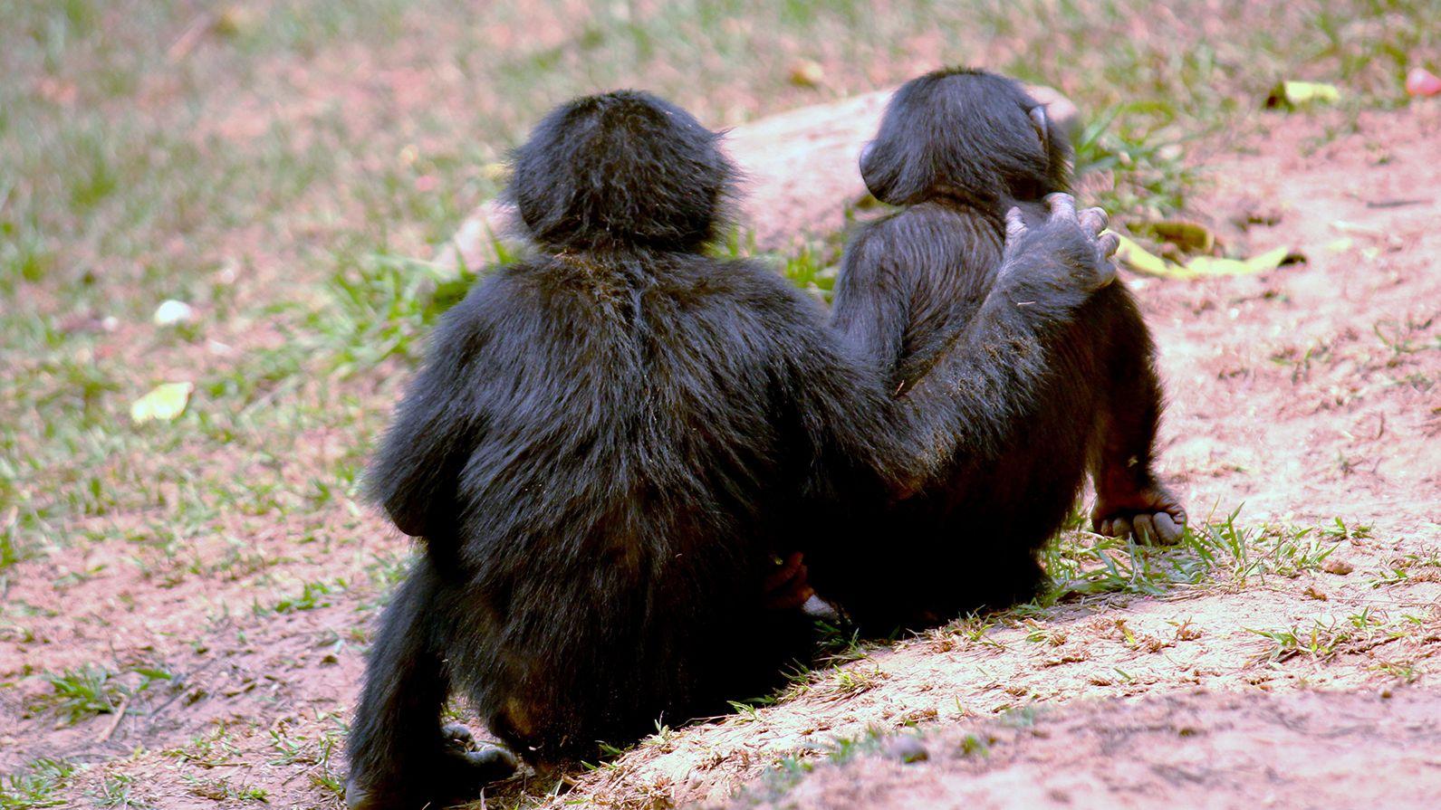 Juvenile male Tschibo offers a comforting embrace to juvenile male Oshwe following an aggression where Oshwe was threatened