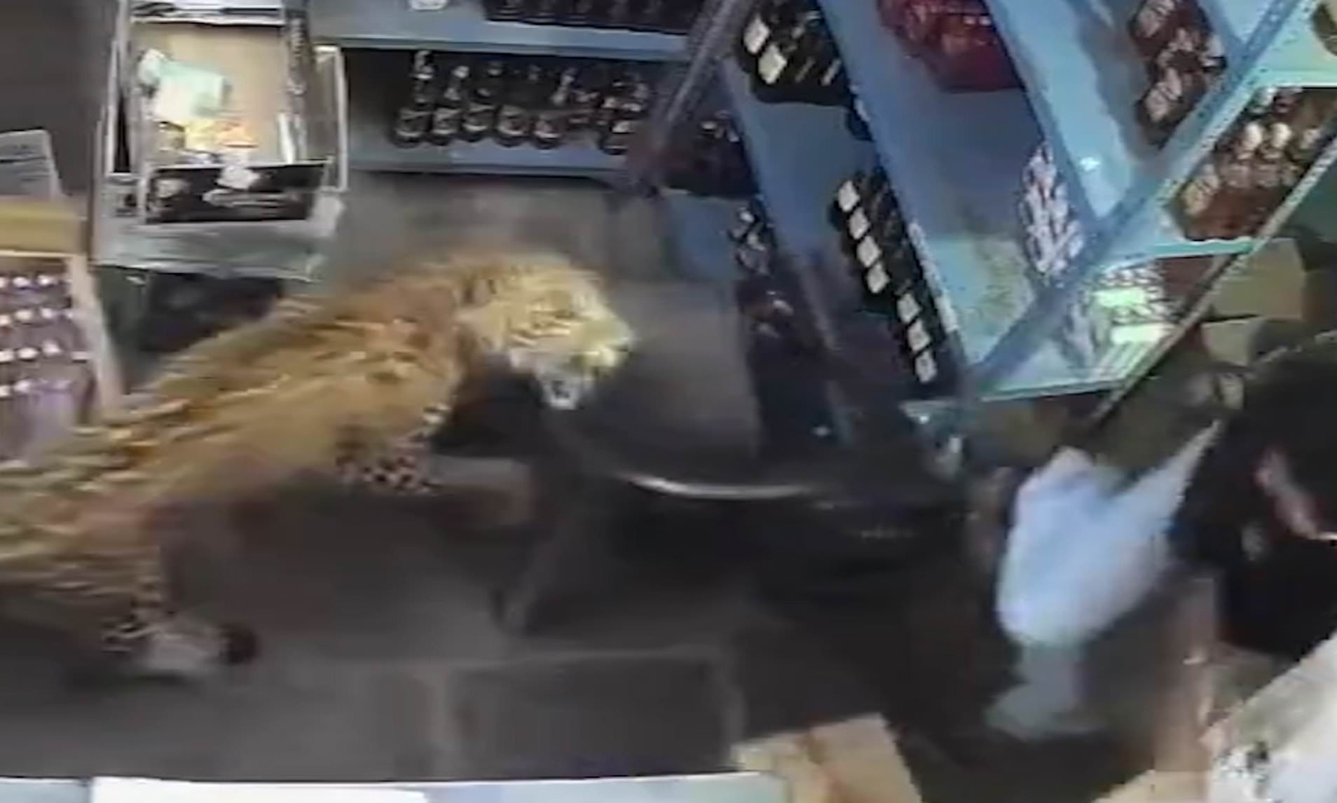 Moment leopard barges into alcohol store and attacks shopkeeper