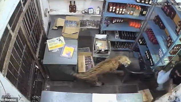 A savage leopard was caught on CCTV mauling a shopkeeper - before he managed to escape and trap it in the store