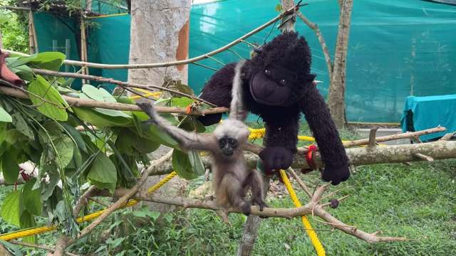 In India, an orphaned baby gibbon lost her mother to electrocution and found comfort in a plush ape